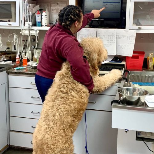 Vet showing monitor to dog