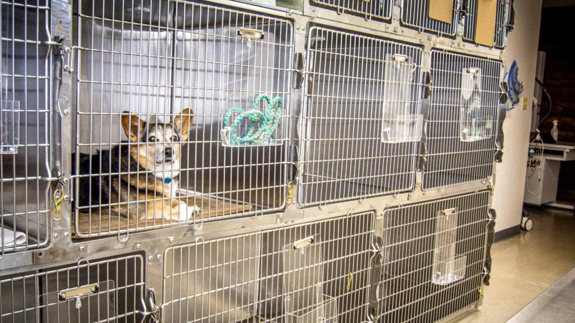 Pet Boarding In Slidell, LA 70458 Pontchartrain Animal Hospital