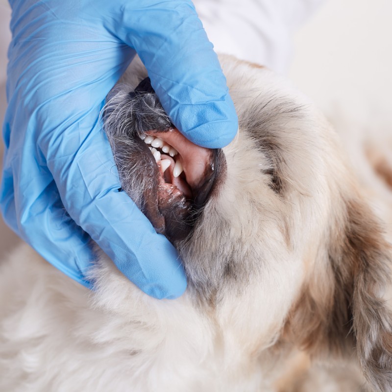 Pet Dental Cleanings And Procedures Image