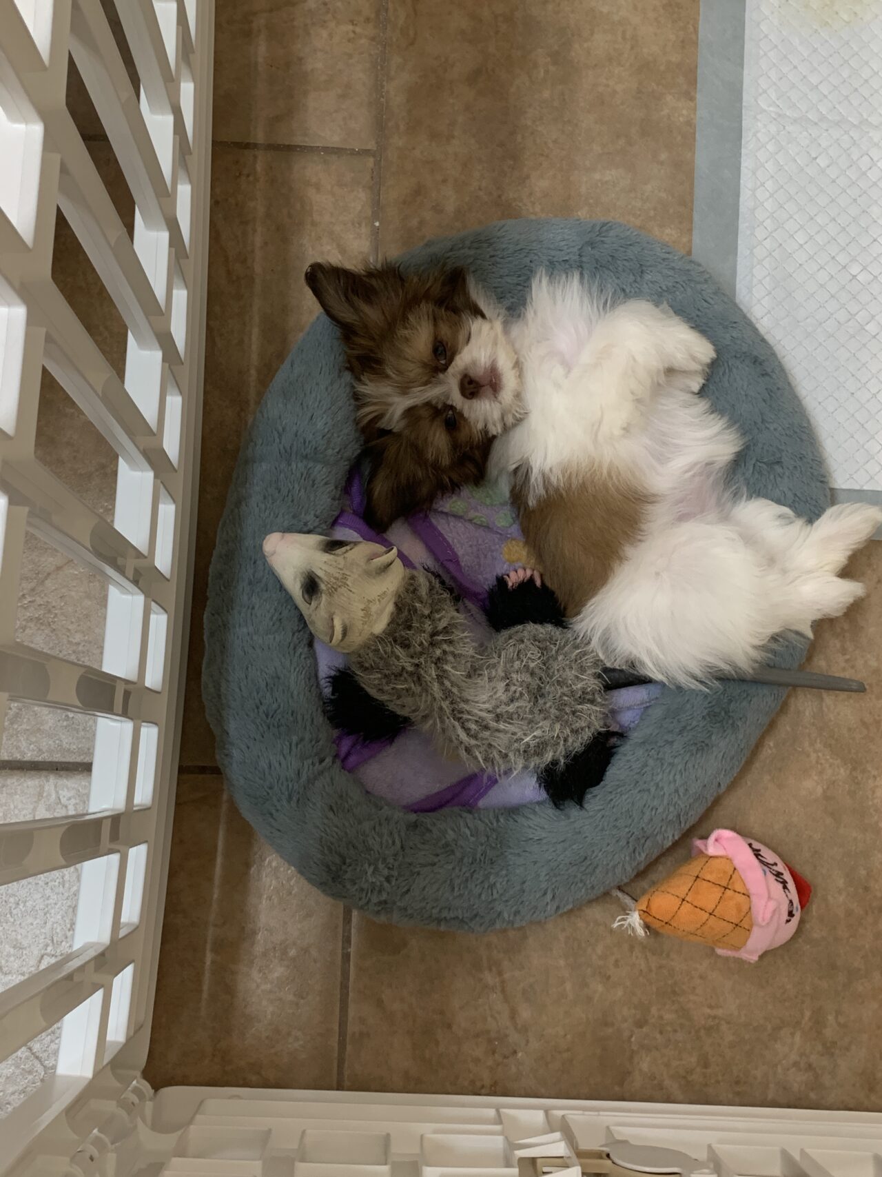 Pontchartrain Animal Hospital Patient Gallery Vet Clinic In Slidell