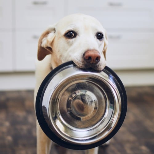 Dog Holding Food Bowl with Mouth