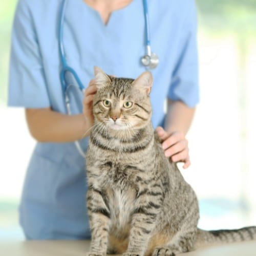 Veterinarian Doctor Checking Cat at a Vet Clinic