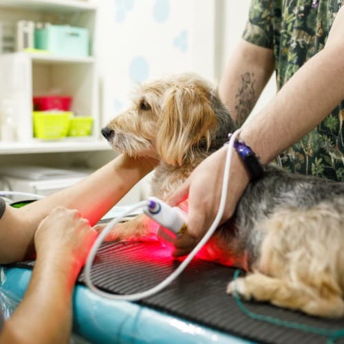Dog having acupuncture and laser therapy