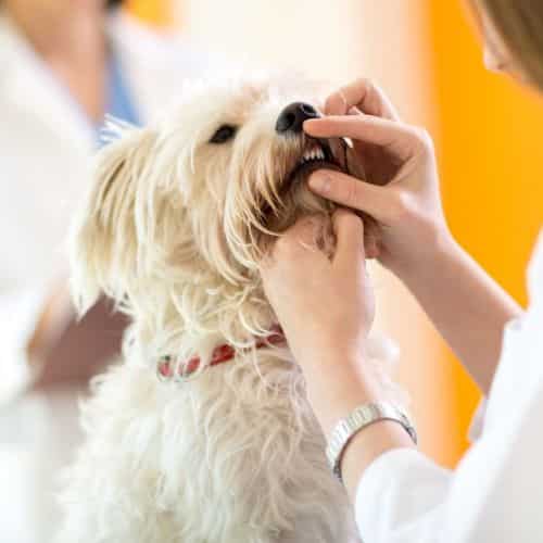 Vet examining the teeth of a dog