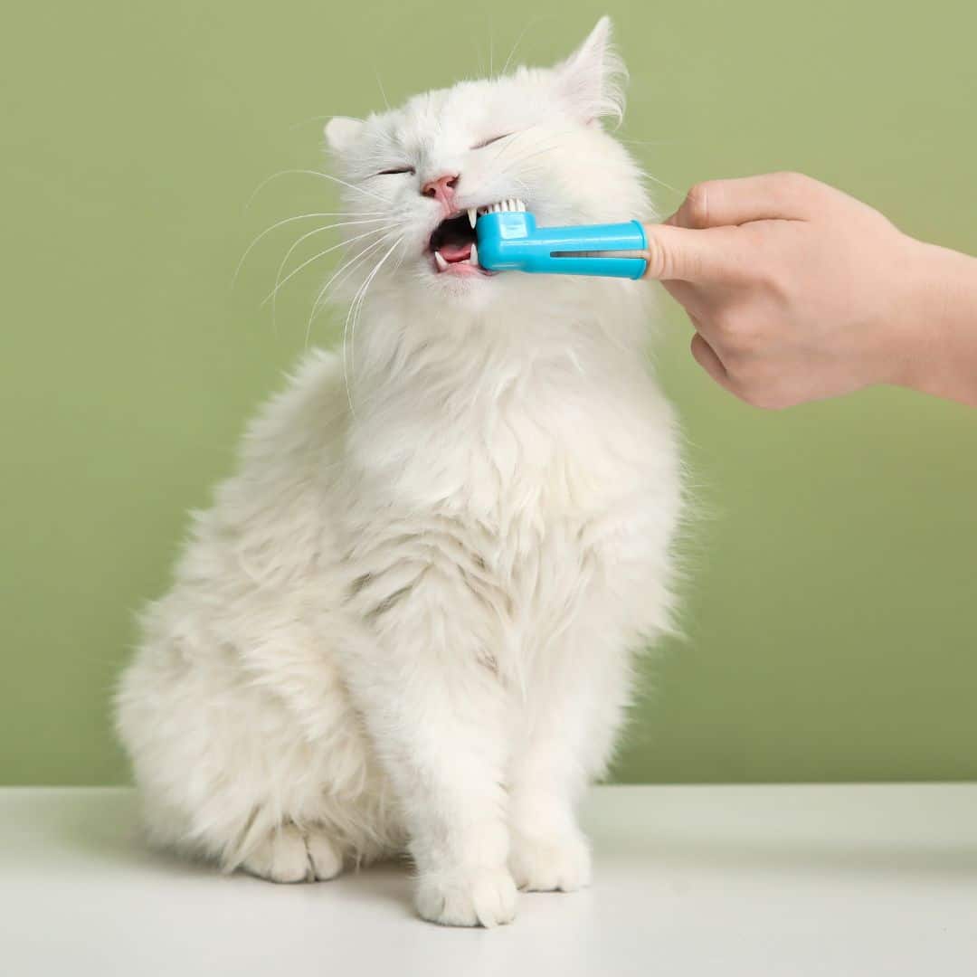 Brushing teeth of cute white cat