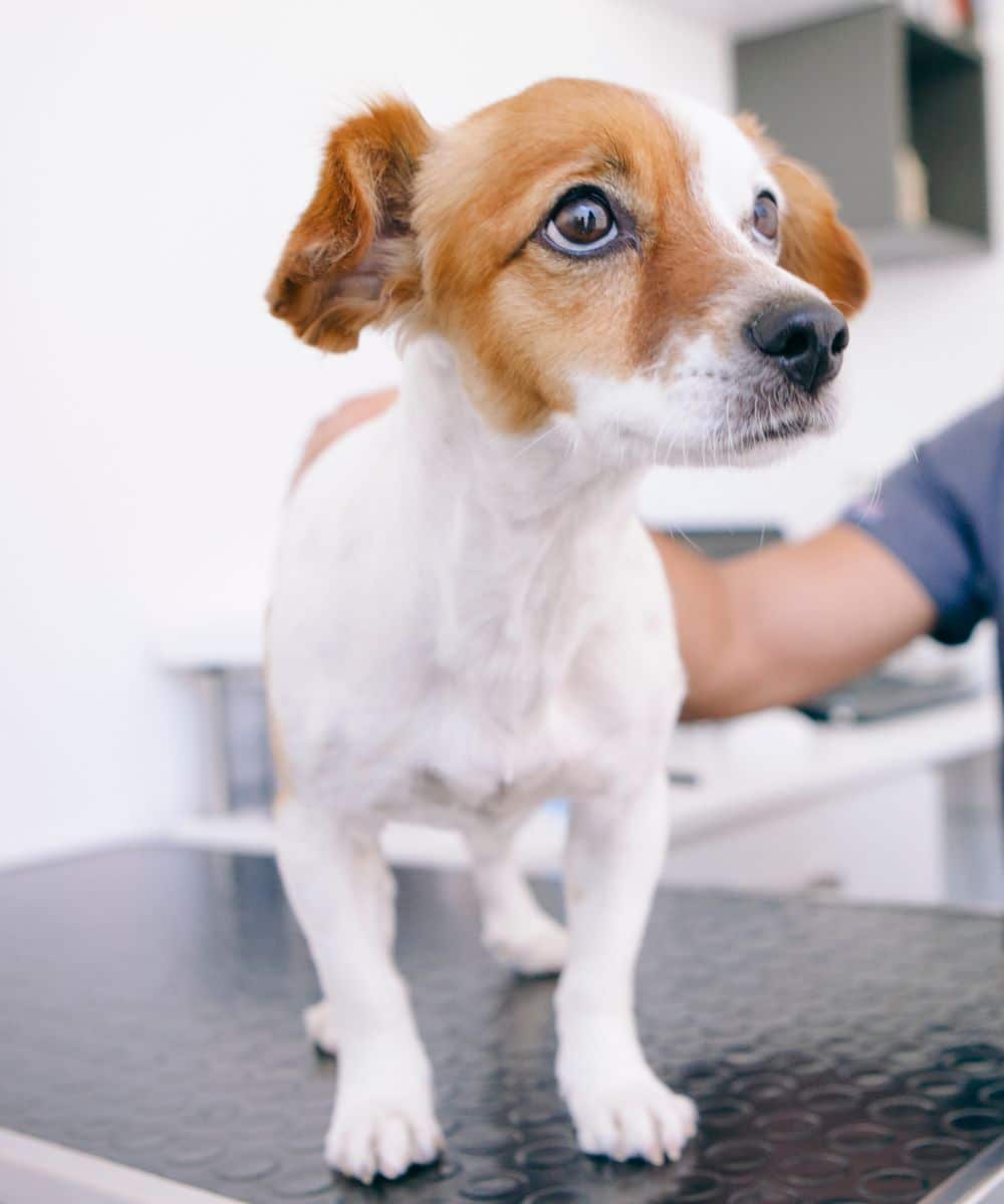 A vet examines a dog A vet examines a dog