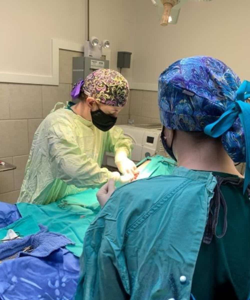 Veterinarians performing pet surgery
